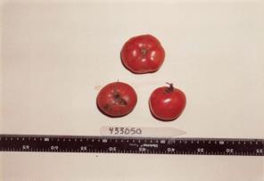 Click for 1 image(s) for this accession. FRUIT